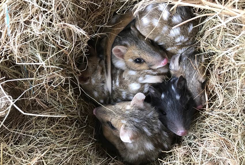 Young Quolls